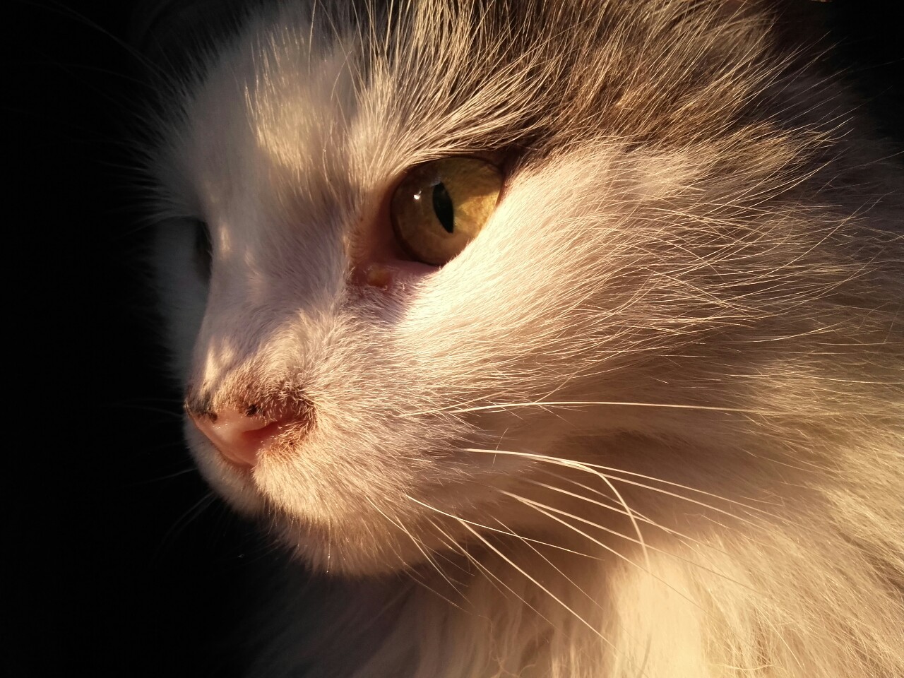 starry-alienboy:magestic