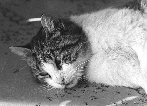 emmanuelleriva:Cats in La Pointe Courte (1955)