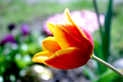 twilightsolo-photography: Yellow and Red Open Tulip ©twilightsolo-photography