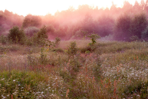 afaerytalelife:  Summer Sunrise, by Andrey Vasiliev.