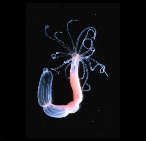 scienceyoucanlove: Half-plant, half-animal Credit: Copyright Nature, 2005 The sea anemone is an oddb