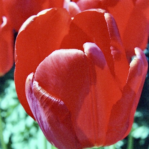 Red Tulip, Tacoma, Washington, 1975.