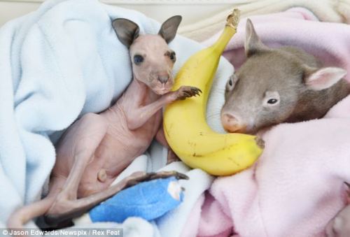 magicalnaturetour:  Blue Gum the baby kangaroo bounces back to life after he was pulled from dead mother’s pouch during bushfires.  : Blue Gum will be cared for at the wildlife center for two years. In the wild he would have stayed in his mother’s