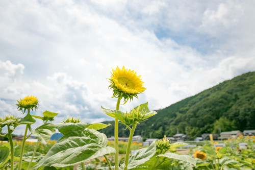 ひまわりいろいろゴッホ（アメリカ）モネ（アメリカ）佐用町 南光ひまわり畑にて 2020年7月撮影Sunflowers named Gogh and Monet.