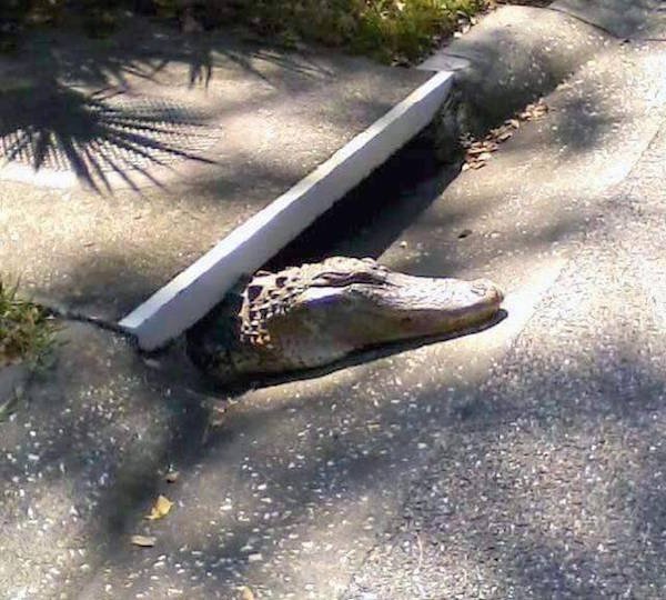 moonpraiser:  orcpresident:  reach WITHIN your local sewers and you MAY find a friend