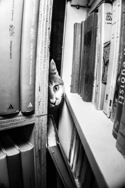 beforevenice:(Acqua Alta bookshop, Venice)