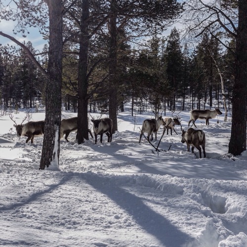 Having lunch in Femundsmarka national park, and suddenly this gang is coming to hang out with me. Pe