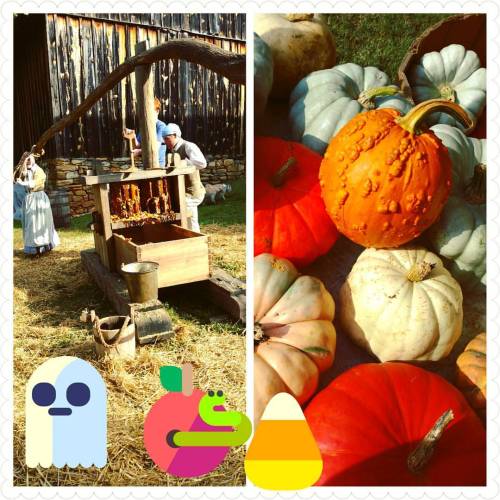 Apple press &amp; cool pumpkins at Harvest Day #oldsalem #cobblestonefarmersmarket#myws #myyyws #he