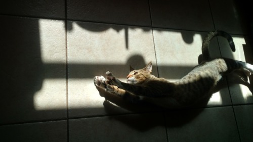 great-and-small:Riker insists on doing his daily calisthenics in the sunbeam on the kitchen floor