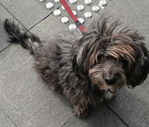 Miserably, Our Dog Louis Collapsed And Was Found To Have Cancer Last Monday, The Same Day There Was An