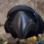 lindcrowxr