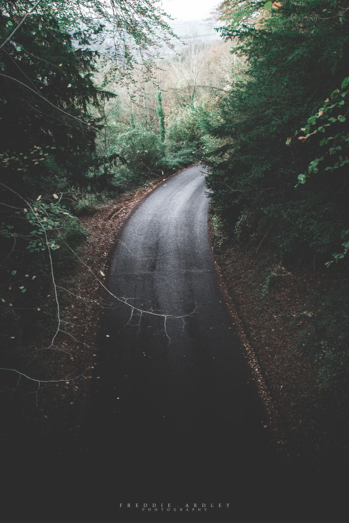 freddie-photography:  Road Through Forests adult photos