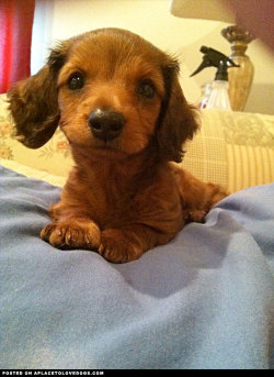 aplacetolovedogs:  Adorable baby Dachshund puppy cutie pie Max For more cute dogs and puppies