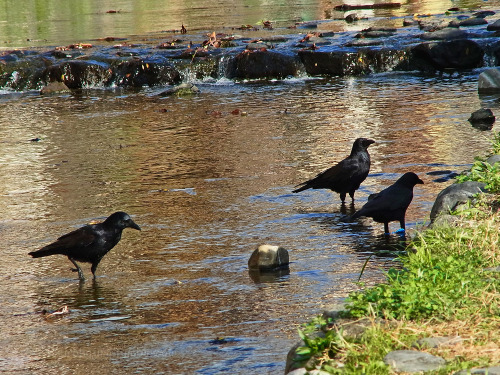 kinkurohajiro:2 dec. 2014(火) crows @ Kamogawa , Kyoto.  1&2,9&10; Carrion Crow adults 3&4; Jungle Crows, 5-8; young Carrion Crows.