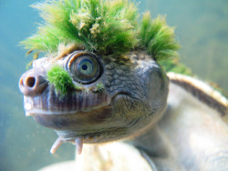 jamminjackie:  ianbrooks:  Mary River Turtle photos