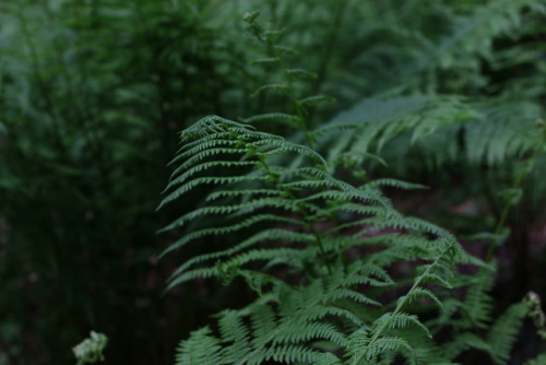 90377:Ferns at the forest.tumblr | Instagram | Etsy Shop