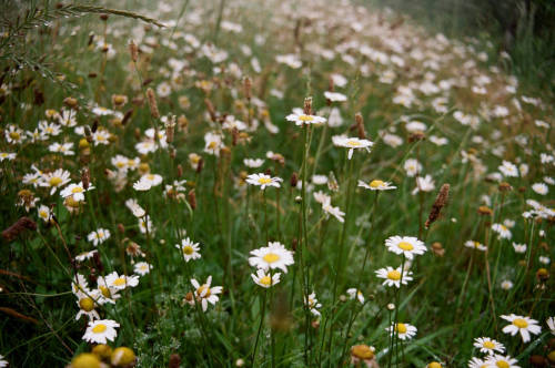 floralls:     Tucumán, Argentina  by   dimas melfi 