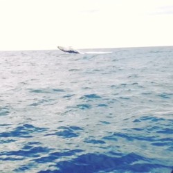Hello Mr Whale 🐋🐋🐋🐋 #TKADVENTURES