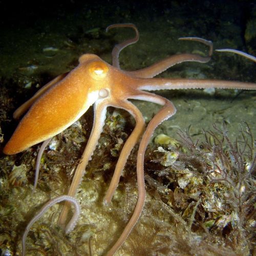 While most octopuses camouflage themselves in the face of danger, the sand octopus (Octopus kaurna) 