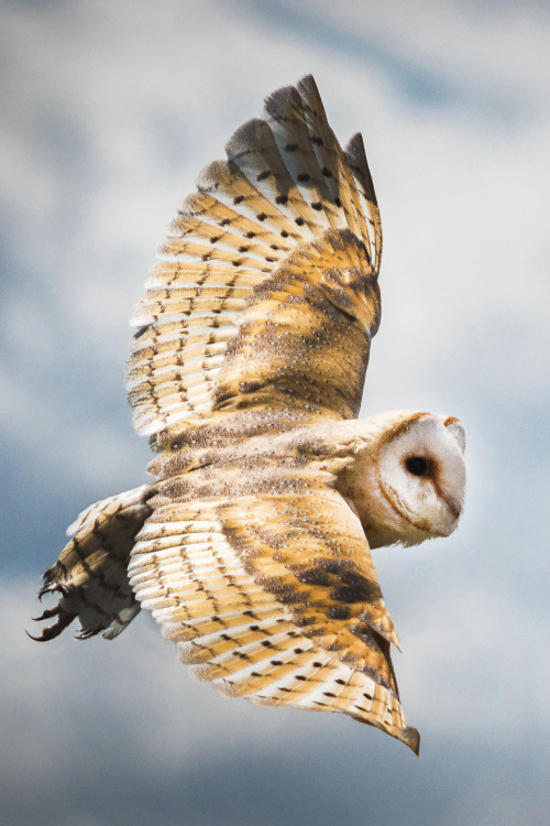 captvinvanity - Barn Owl in flight | Photographer | CV