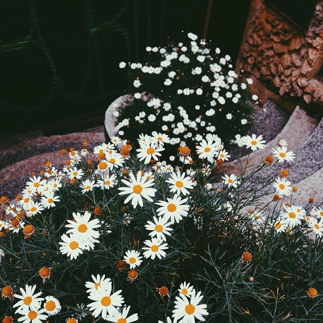 rosaanorte:  .