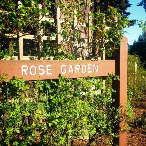 I beg your pardon… I never promised you a rose garden. Lovely holiday for a stroll in the park! 🌹 🌹 🌹 #GoldenGatePark #roses #rosegarden #sanfrancisco #California #outdoorbondage #bondage #publicbondage #Spring