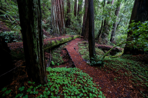 steepravine: Little Bridge Through Massive Redwoods One of my top ten places to take in nature&rsquo