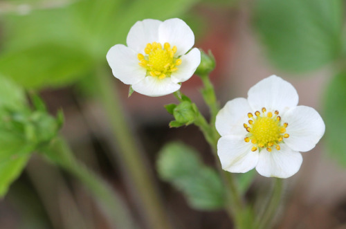 Fragaria vesca, Wild strawberry flowers.