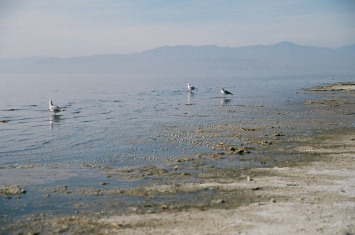 peterjnelsonphoto:Salton Sea, December 2016Remarkable shots - the Salton Sea is something of an envi