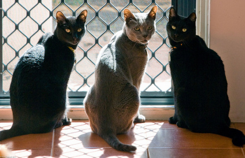 The three Russians by Ref54 on Flickr.