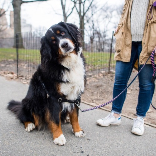 thedogist - Hazel, Bernese Mountain Dog (2 y/o), Central Park,...