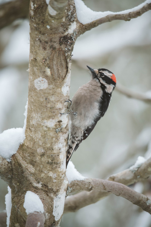 Visitors on a snowy day