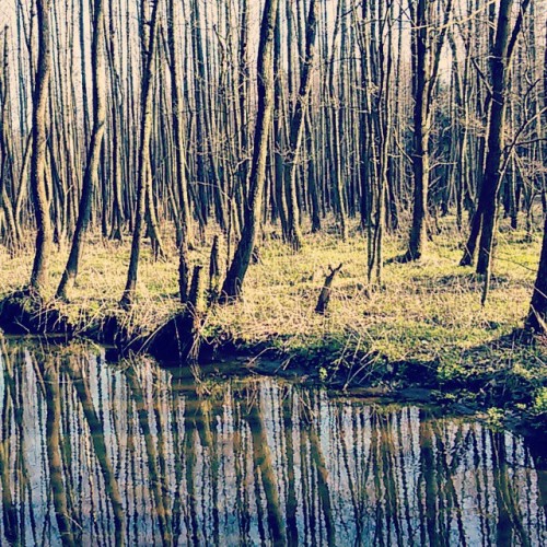 Autor: Karina Trojok. Tyski las. #poland #polska #slask #silesia #uppersilesia #tychy #las #forest #
