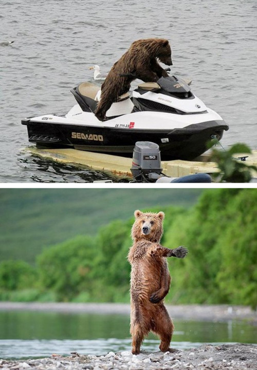 tastefullyoffensive:  Bears Doing Human Things [via]Previously: Before and After Pictures of Animals Growing Up 