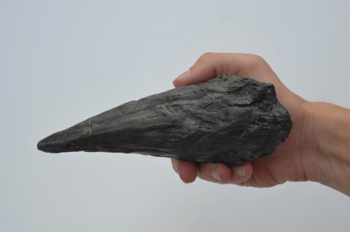 Belgian dinosaur!! Iguanodon bernissartensisIguanodon thumb spike replica.My Etsy shop : https: