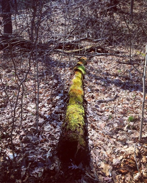 I love moss. It&rsquo;s like a mini Amazon forest. #naturewalk #moss #log #nature #StarvedRock #