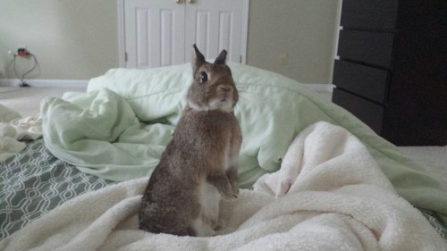 pycbunnies:Human…wake up! Time to feed us!!