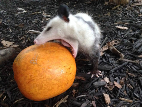 opossummypossum:feast, my child