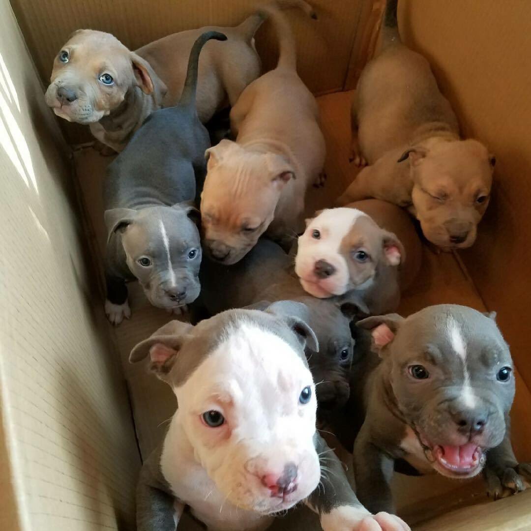 ryanvoid:look at this fucking box full of pit bull puppies