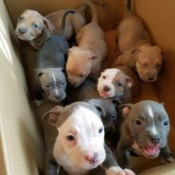 ryanvoid: look at this fucking box full of pit bull puppies  Omggg 😍😍