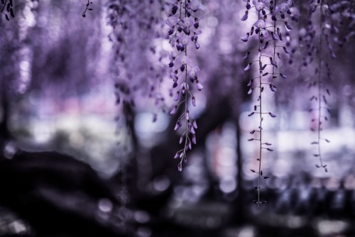 archatlas:    Sleeping Giants, Weeping Plums: Japanese Landscape Photography Hidenobu Suzuki   My photographs are like Japanese paintings. I feel that realism is a more Western style. Through my landscape photographs, I’d like to express emotions