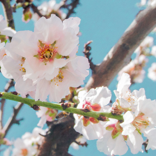 Spring blossom, Greece