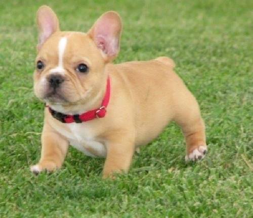 French Friday! Cutest puppy ever.