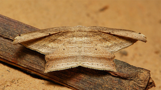 sinobug:  Geometrid Moth (Ennominae, Geometridae)  by Sinobug (itchydogimages) on