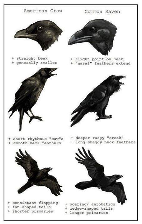 Crows Vs Ravens