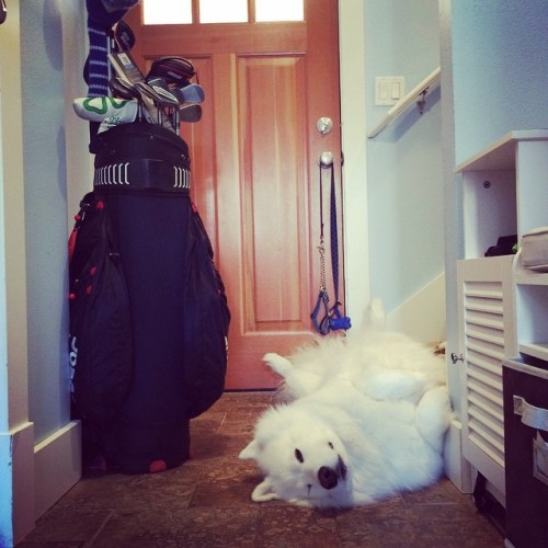 picklesandwine:  Well that’s a new one! #upsidedoozledaisy on the ground floor. Maybe there’s cooler air down there for his belly?
