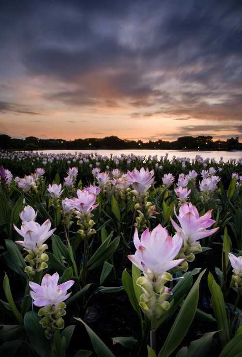 phantastrophe - Suan Luang Rama IX Park, Bangkok, Thailand...