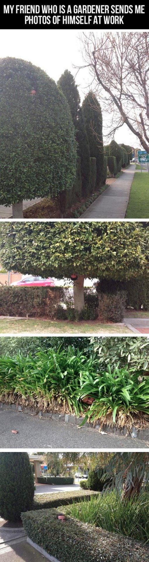lolfactory:  Gardener or assassin? ➨ funny tumblr➨ facebook➨ twitter➨ pinterest[via