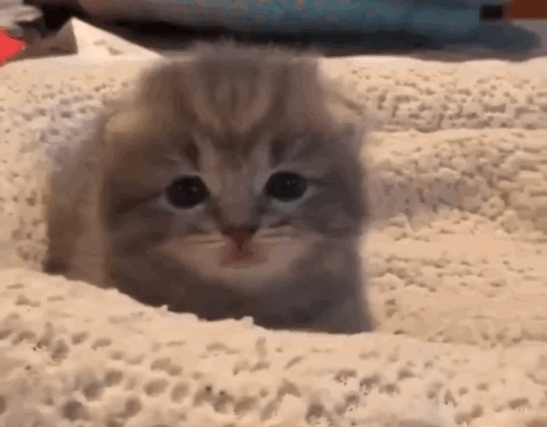 💕𝙺𝚒𝚝𝚝𝚢 𝚌𝚊𝚝 𝚜𝚝𝚒𝚖𝚋𝚘𝚊𝚛𝚍 (๑✪ω✪๑)♡