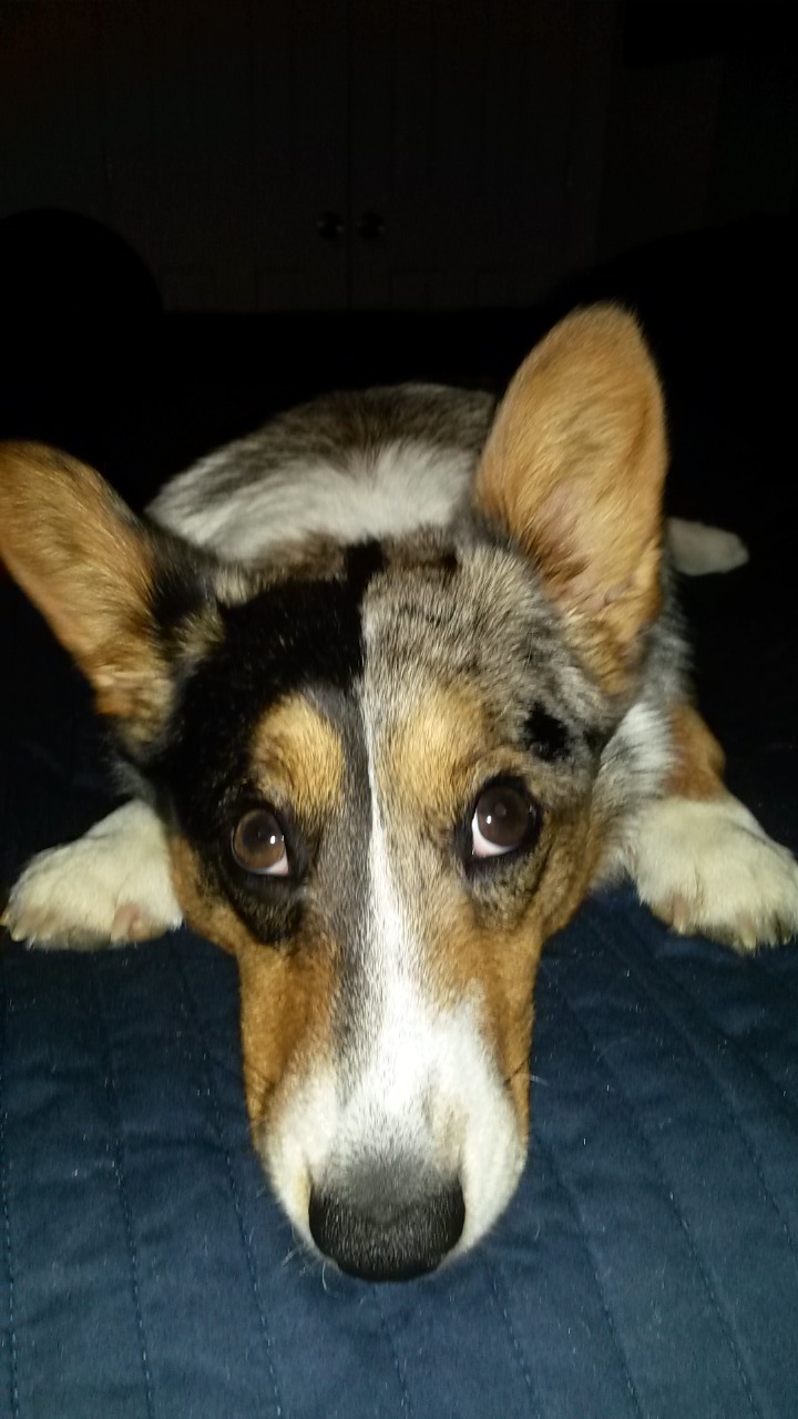 teslacardi:  So….I thought I wanted to be on the bed. But now that im here…..can
